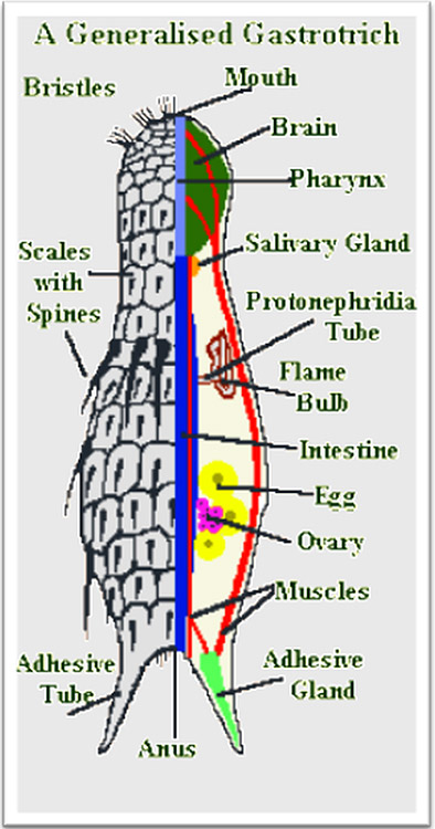 Diagram showing body parts of a Gastrotrich