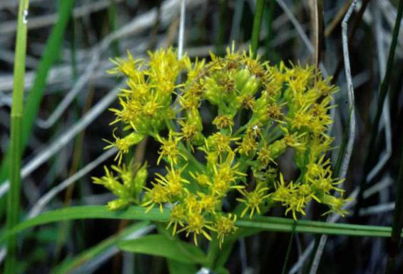 Close-up of prickly yellow goldenrod flowers