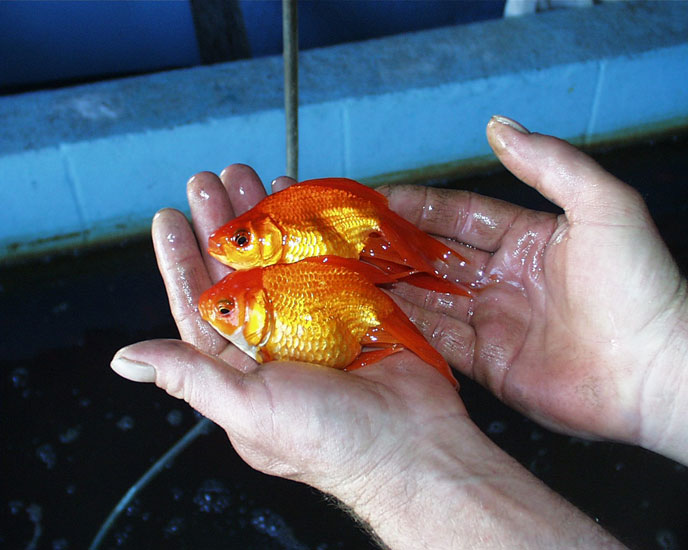 Two large goldfish in a white person's hands