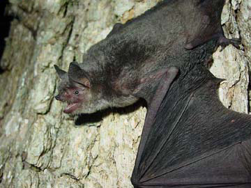 Bat with wings spread out on rock wall