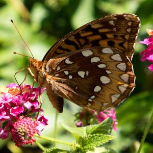 Multicolored butterfly on pink flowers