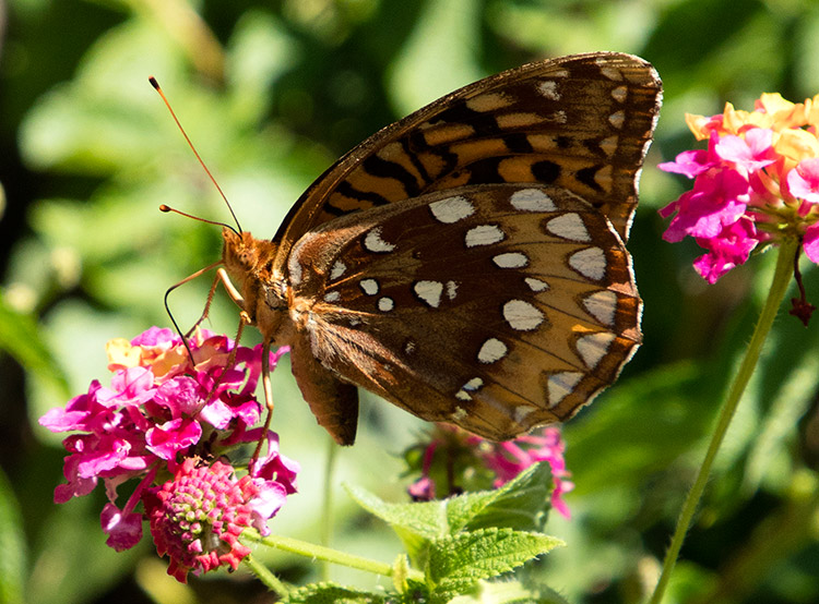Multicolored butterfly on pink flowers