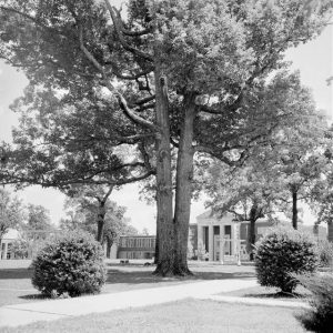 Lawn with sidewalks and bushes and large trees multistory brick buildings are in the background one with columns