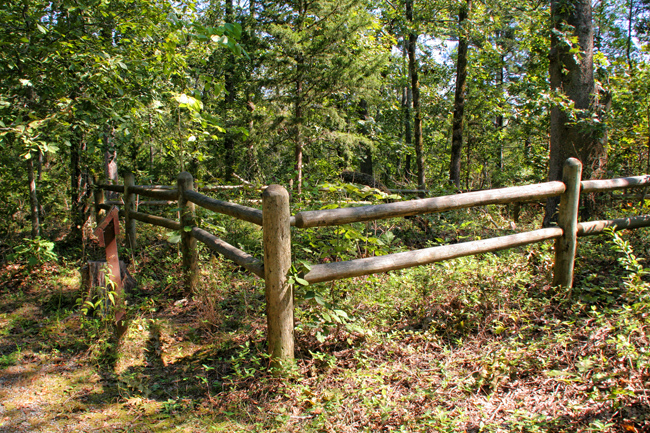 wooden post fence amid trees and underbrush