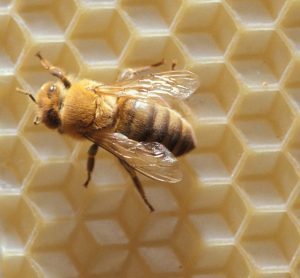 Honeybee with furry body on honey comb with complex hexagonal pattern structure