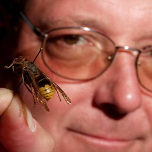 White man with glasses holding up a pin stuck through a flying insect