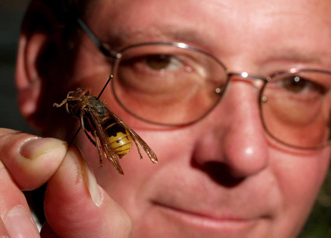 White man with glasses holding up a pin stuck through a flying insect