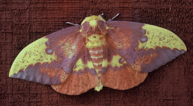 Moth on similar hue wooden timber wings spread tie dye splotch pattern