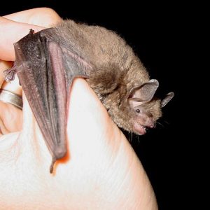 tiny bat being held up in white man's hand