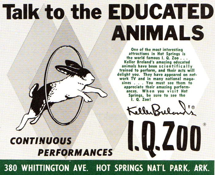 Print advertisement for "Keller Bulard's I.Q. Zoo, Hot Springs National Park, Arkansas" with rabbit jumping through hoop illustration