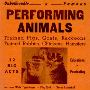 Advertisement for "Unbelievable famous performing animals" featuring a raccoon playing basketball