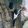 Image of red-headed woodpecker perched on deciduous tree with wings folded and craning head outward