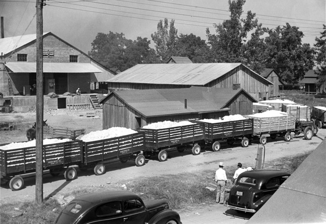 Two white men standing by cars watching carts loaded lined up in front of a complex of wooden buildings with trees in the background