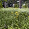 Yellow flowers and tall grass growing under pine trees in field