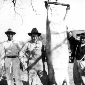 White man and two black men in hats hanging a large pig by its feet
