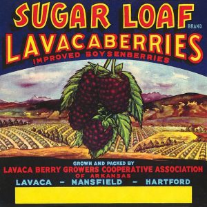 hand painted "Sugar loaf lavacaberries" graphic advertisement with illustration of large berries and background of orchard