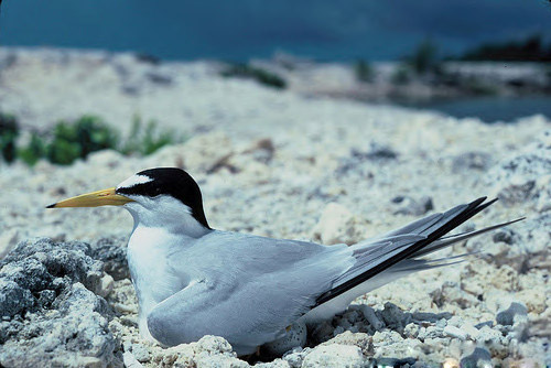 White seagull with a black head sitting on rocky beach