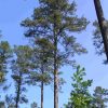Loblolly Pine tree with pines deciduous trees in background pine trunk foreground clear sky daytime