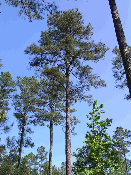Loblolly Pine tree with pines deciduous trees in background pine trunk foreground clear sky daytime