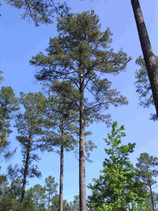 loblolly pine forest