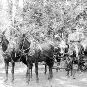 White man hauling logs with horse drawn wagon