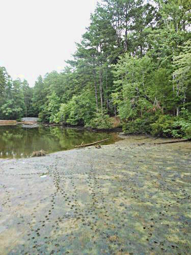 Algae covered body of water surrounded by trees