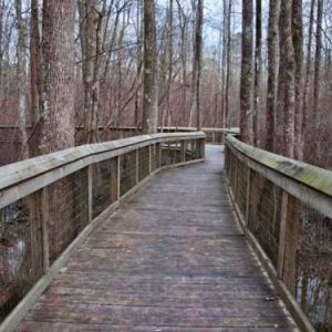 Wooden boardwalk with railings over flooded swamp