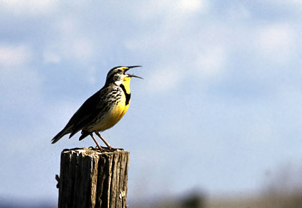 yellow-breasted bird on top of wooden post with beak wide open