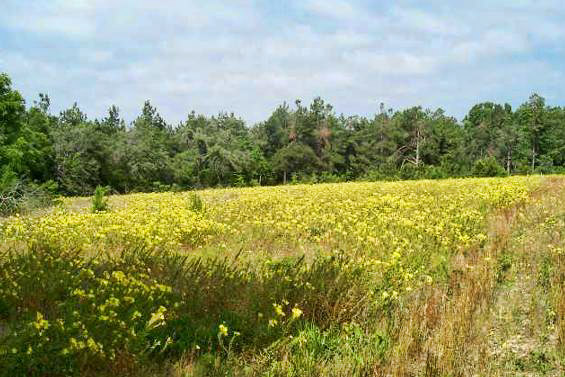 Field of yellow flowers with trees in the background