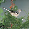 Mockingbird perched in cedar branches with small blue berry in beak