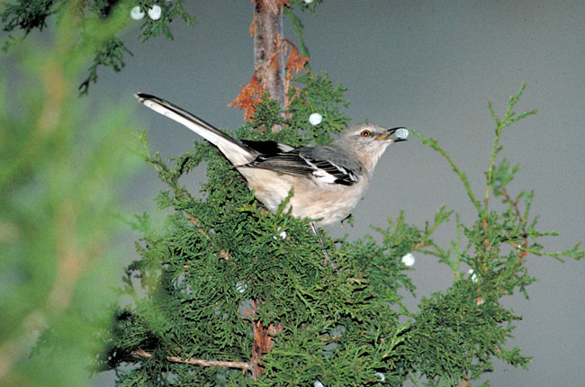 Mockingbird perched in cedar branches with small blue berry in beak