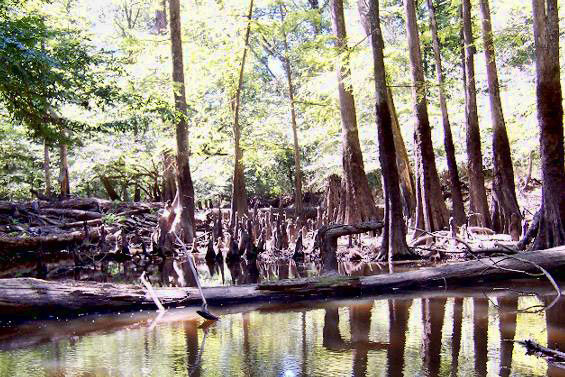 Cypress tress growing on creek shore