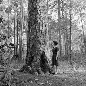 White woman in dress looking at a large tree trunk in a forest