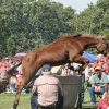 crowd watching a horse jump over a wall