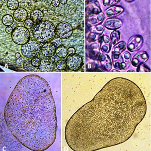Microscopic organisms with corresponding letters