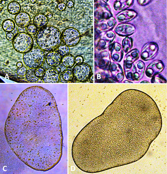 Microscopic organisms with corresponding letters