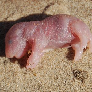 Baby gopher laying on sand
