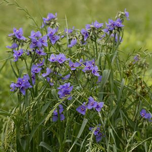 Purple flowers on green stems in field