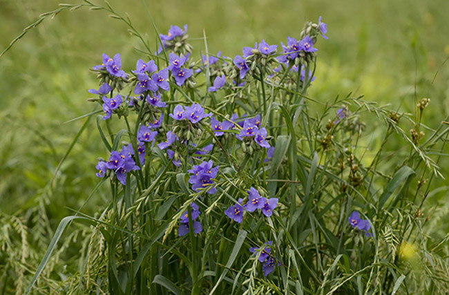 Purple flowers on green stems in field
