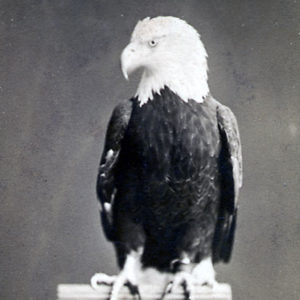 A mature bald eagle tethered to a perch by an ankle cord in front of a photographic backdrop.