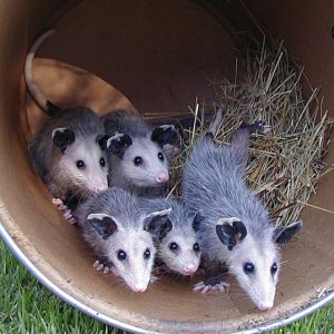 Five opossums in can on its side with hay bed on grass