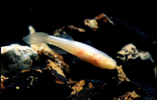 Translucent eyeless fish swimming over rocks