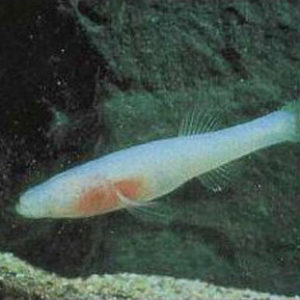 Translucent eyeless fish swimming underwater