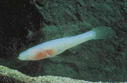 Translucent eyeless fish swimming underwater