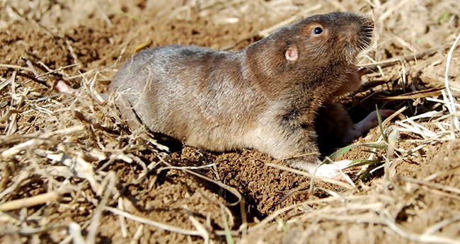 Gopher laying on dirt