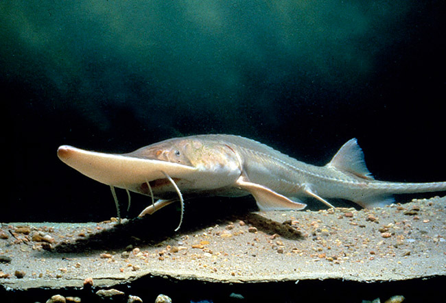 Sturgeon fish with long nose swimming above rocks