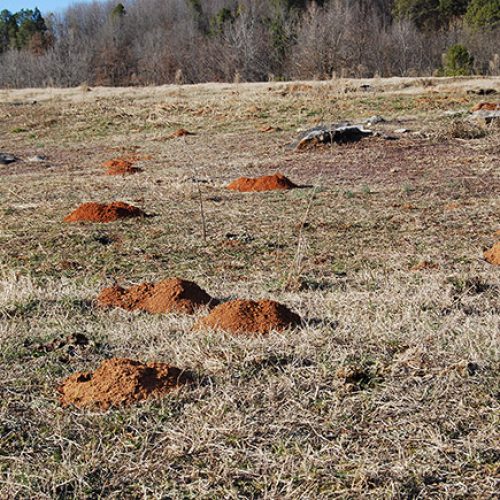 Ozark Pocket Gopher Encyclopedia of Arkansas
