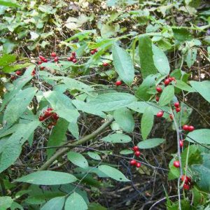 Red berries growing in forested area
