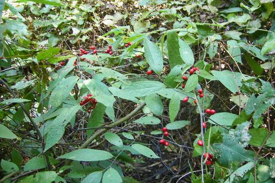 Red berries growing in forested area