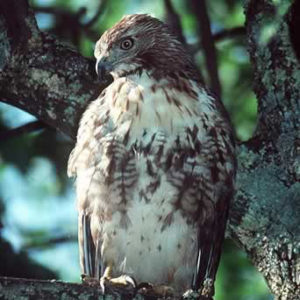 red-tailed hawk in tree